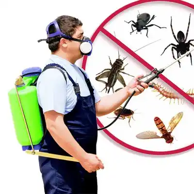 pest control Woodsfield